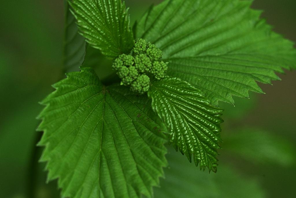 2025-05087815 Ipswitch River Wildlife Sanctuary, MA.JPG - Arrowwood Viburnum. Ipswitch River Wildlife Refuge, MA, 5-8-2025